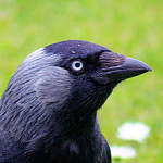 250px-Jackdaw_-_up_close_and_personal_(552502080)[1]